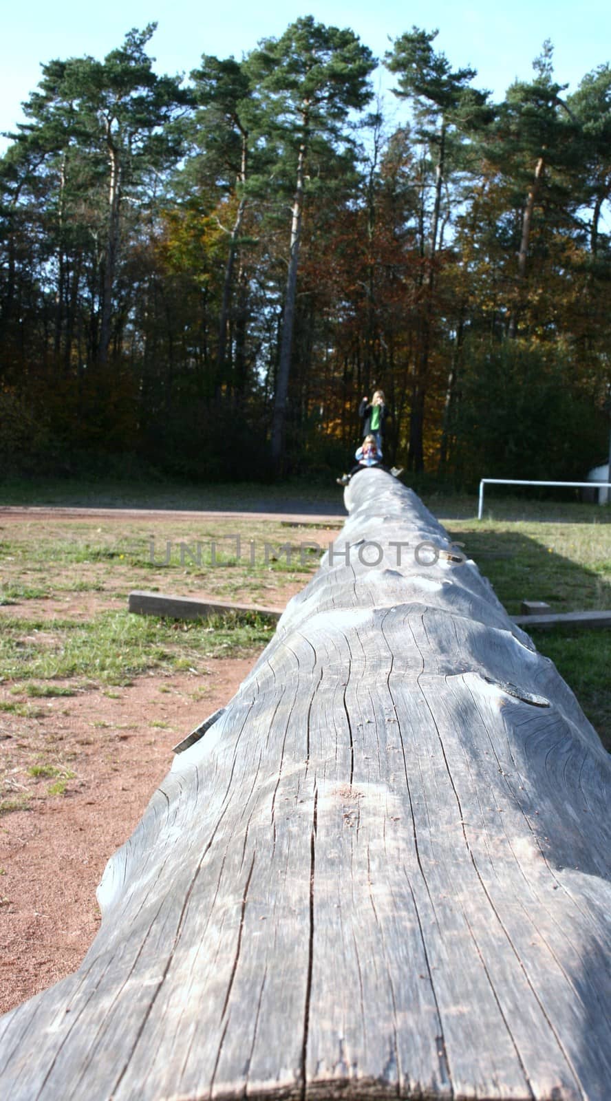 Langer barked tree trunk lies on the edge