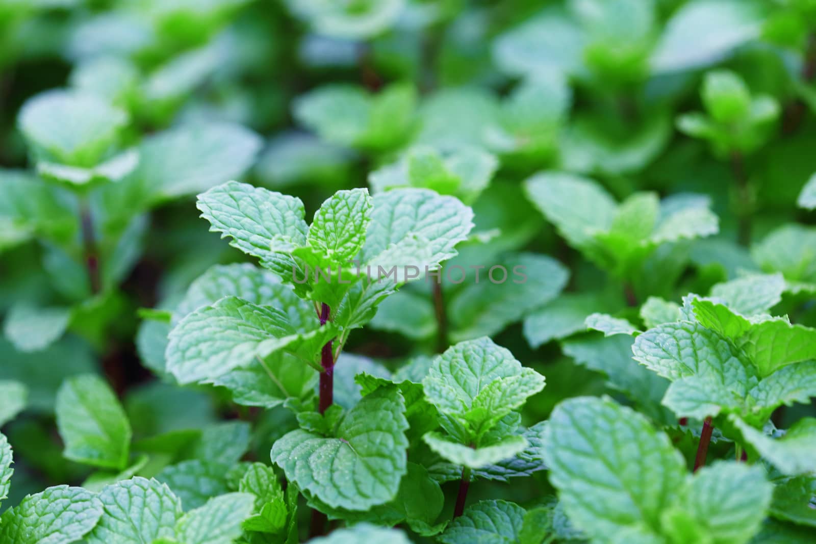 Close up of fresh peppermint leaves in the garden.