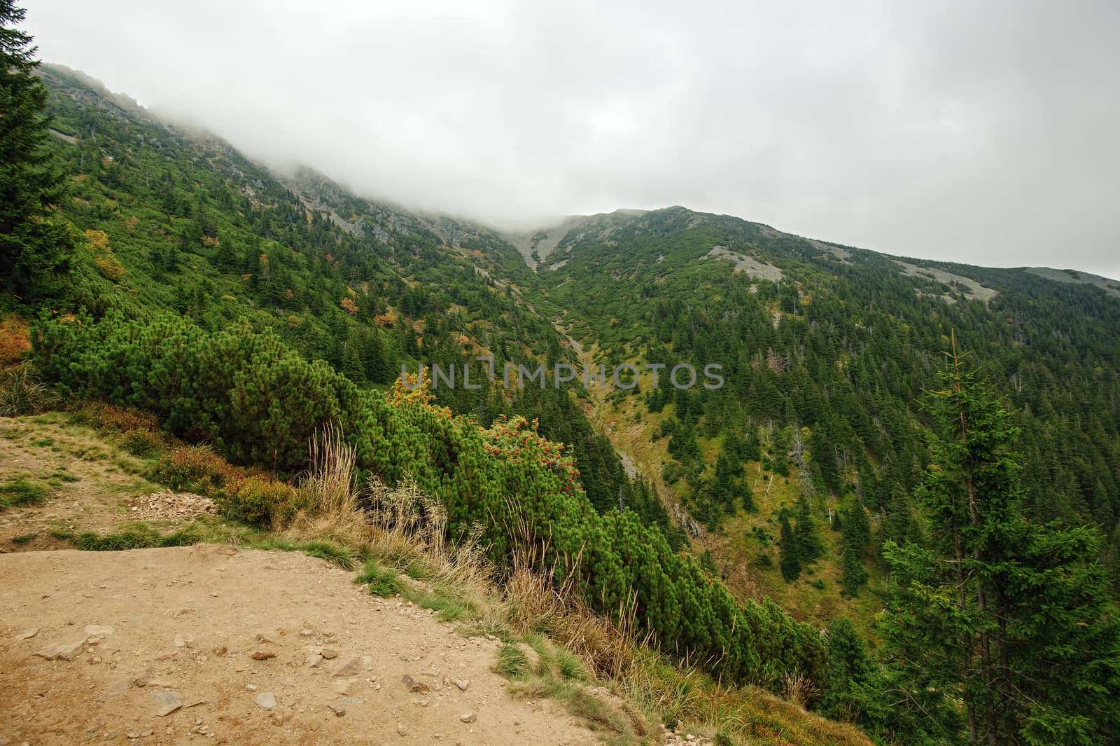 Stone Mountain landscape with mountain pine and cloudy sky