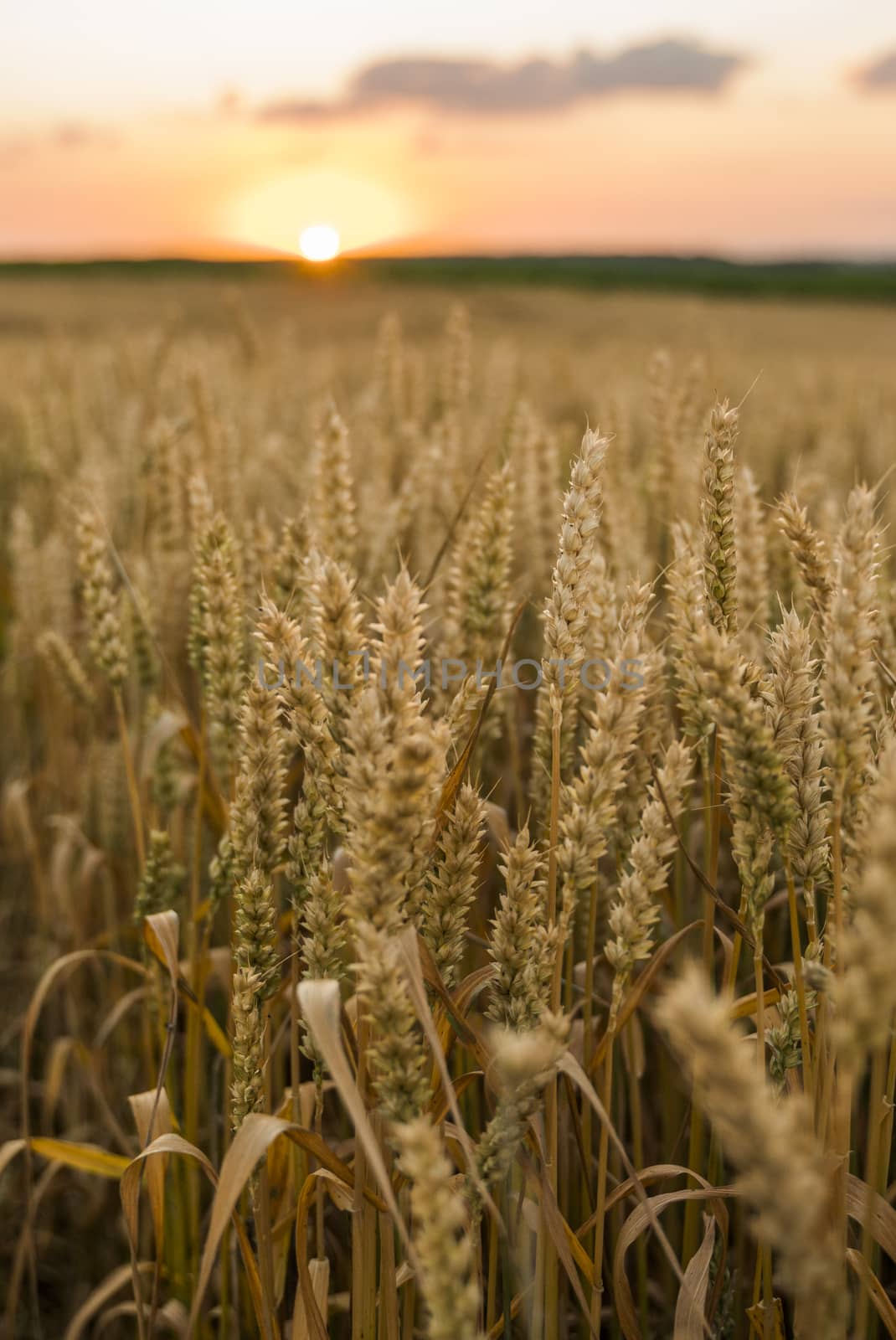 Wheat field. Golden ears of wheat on the field. Background of ripening ears of meadow wheat field. Rich harvest. Agriculture of natural product