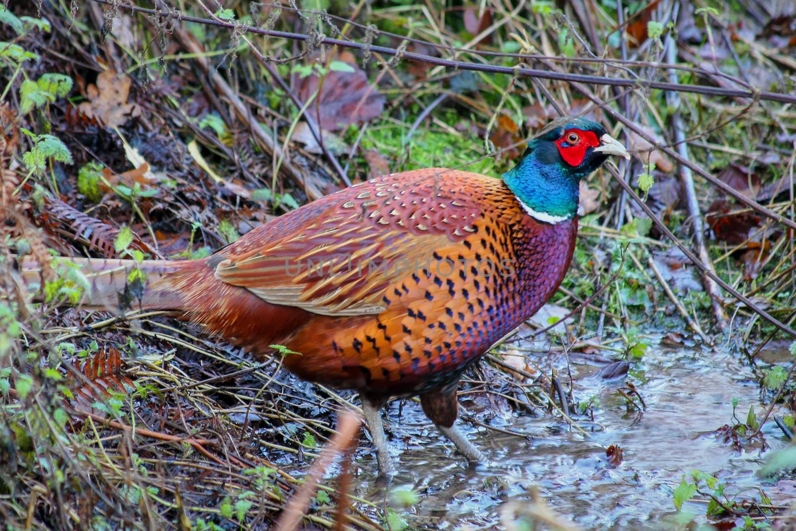 Pheasant standing in a muudy pool of water by phil_bird