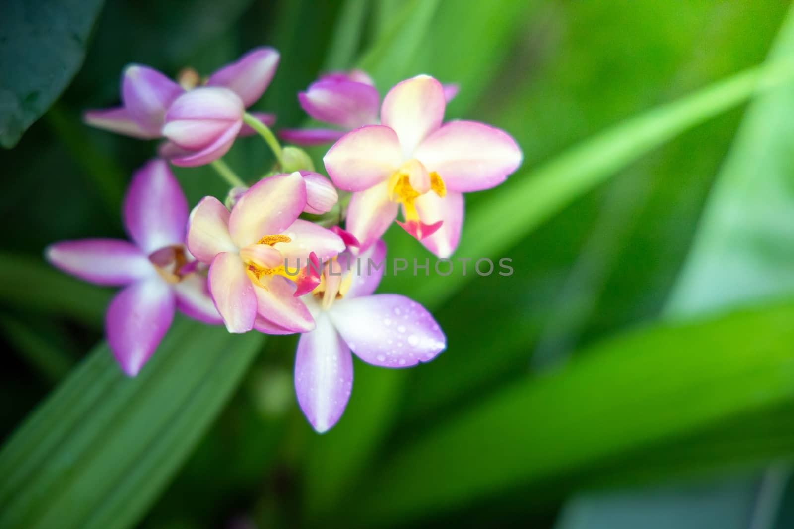 Beautiful blooming orchids in forest, On the bright sunshine