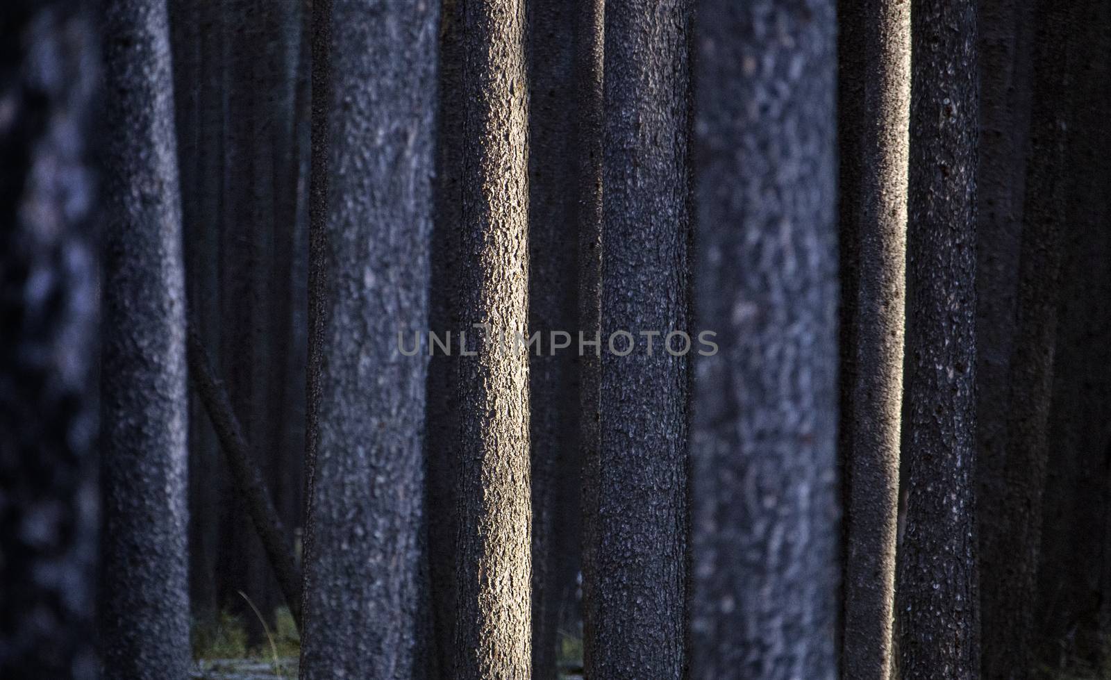 Lodgepole Pine Canada Cypress Hills Saskatchewan scenic