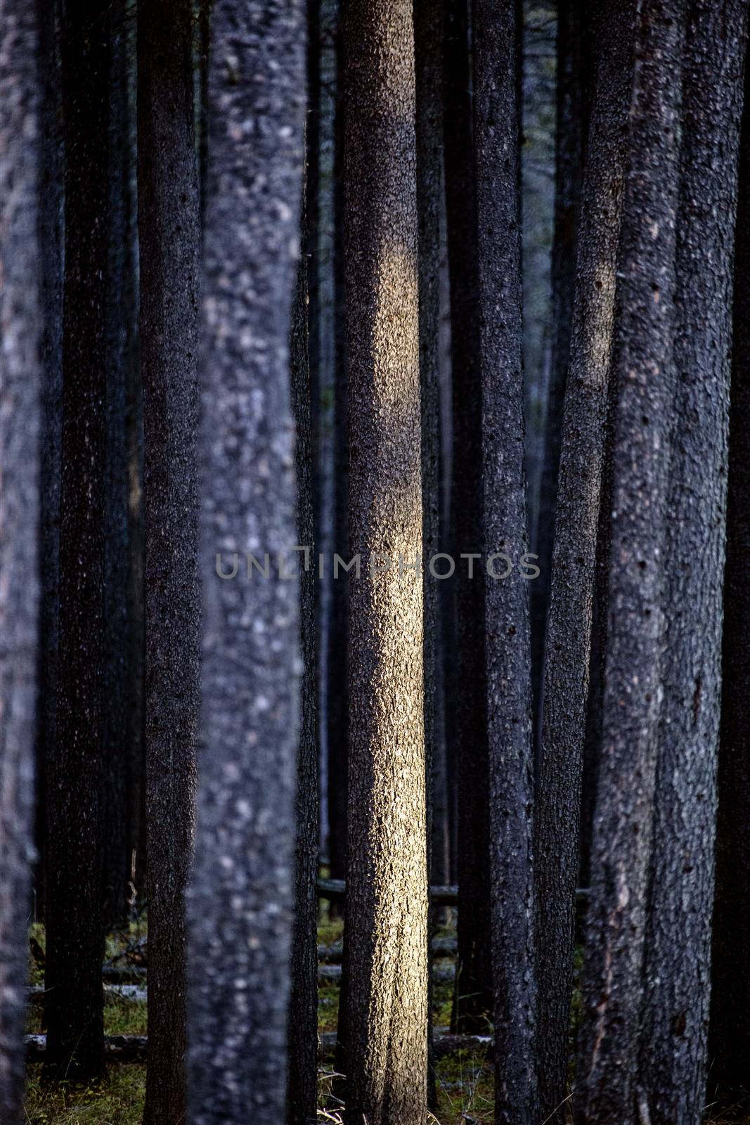 Lodgepole Pine Canada Cypress Hills Saskatchewan scenic