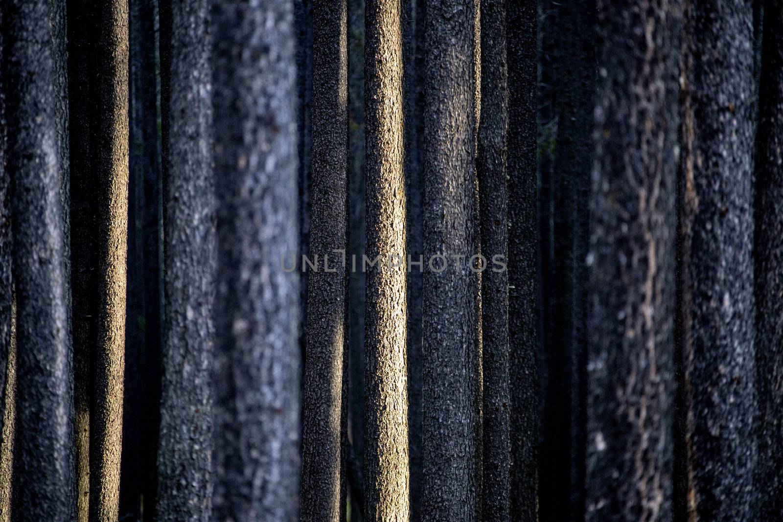 Lodgepole Pine Canada Cypress Hills Saskatchewan scenic
