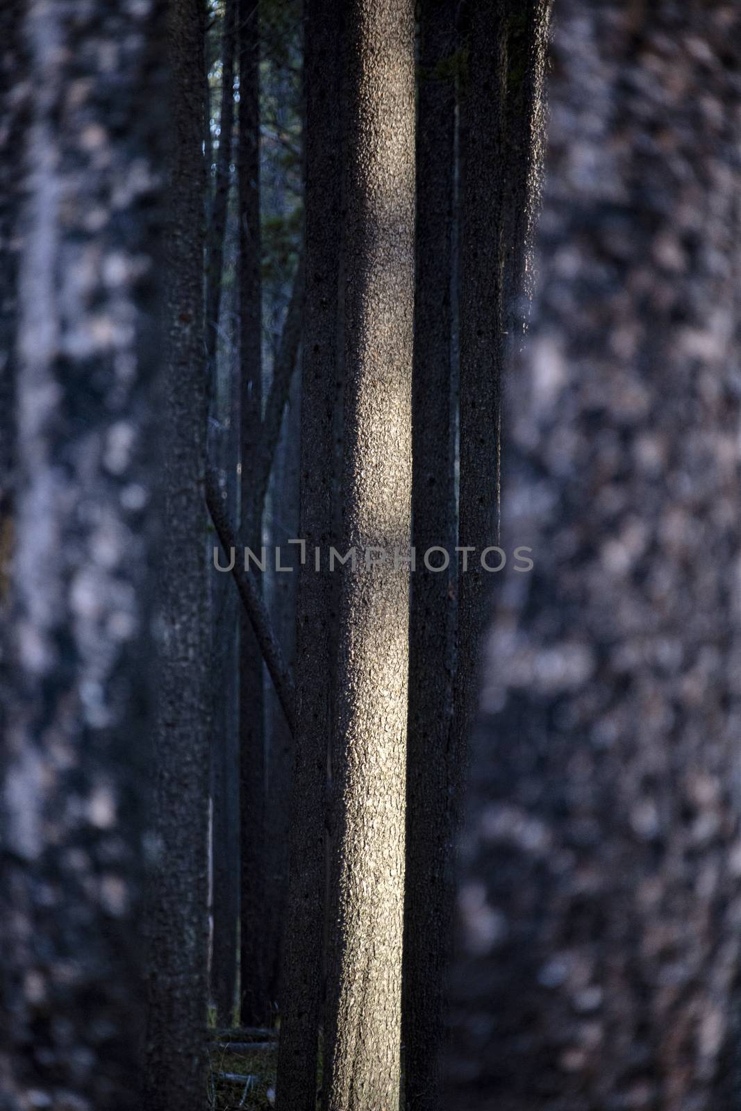 Lodgepole Pine Canada by pictureguy