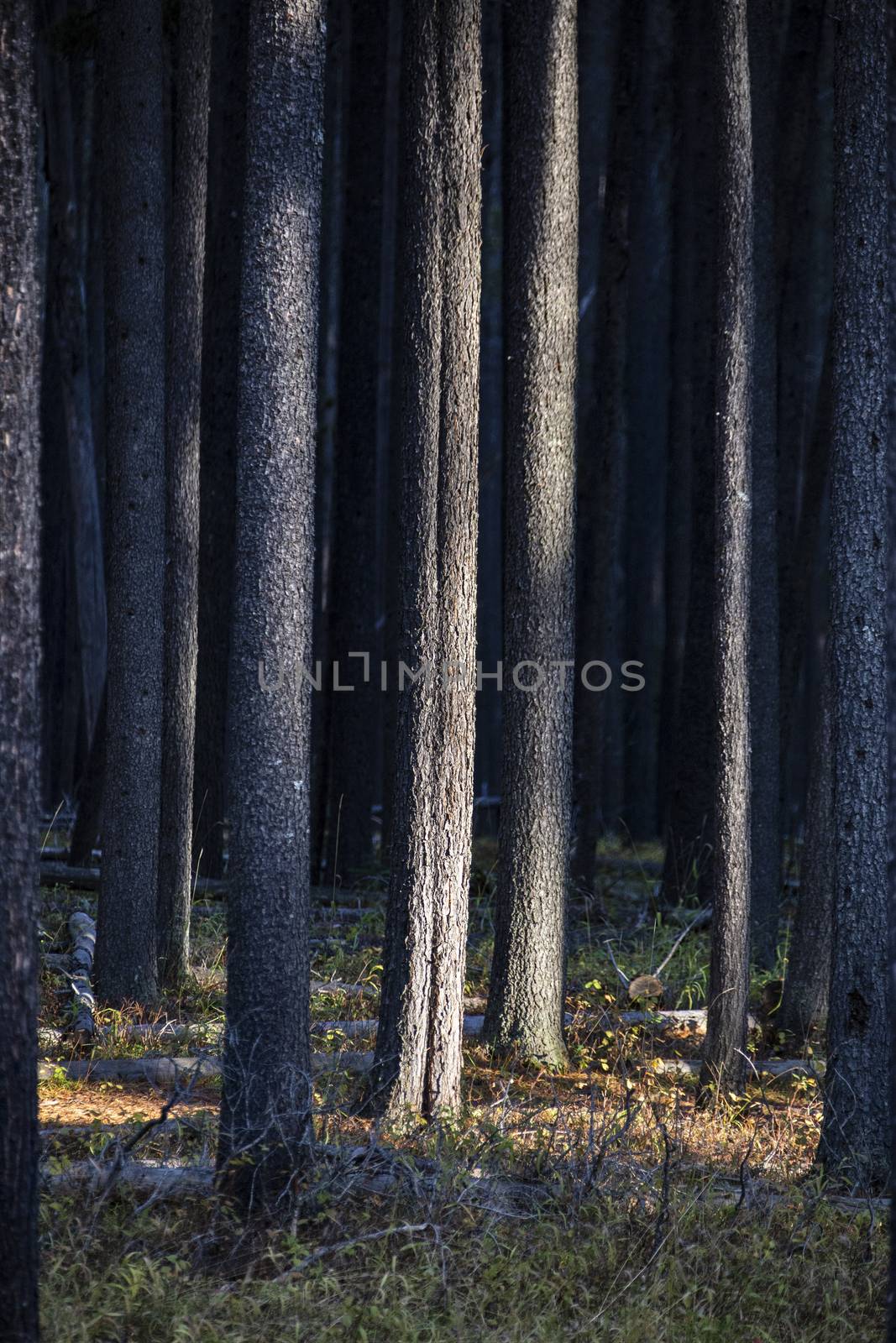 Lodgepole Pine Canada Cypress Hills Saskatchewan scenic