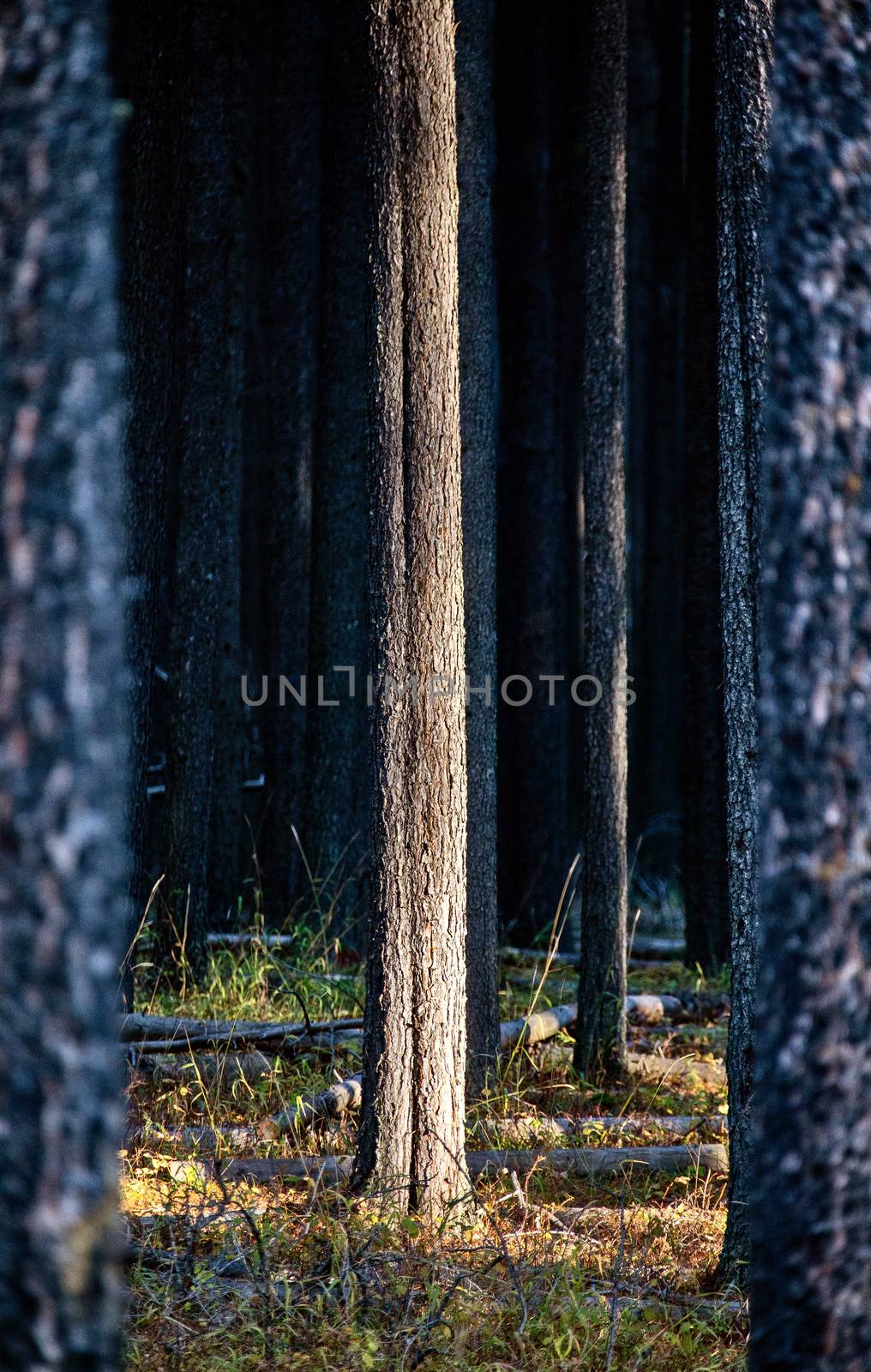 Lodgepole Pine Canada Cypress Hills Saskatchewan scenic