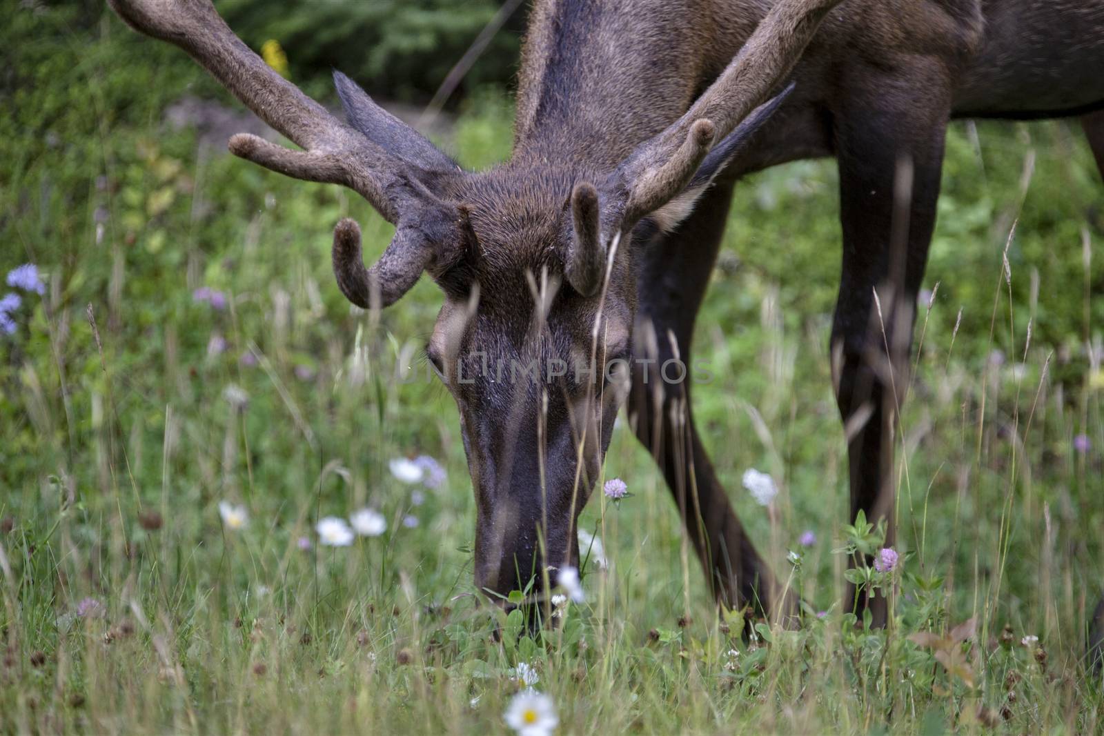 Wild Elk Canada Prince Albert Park Saskatchewan