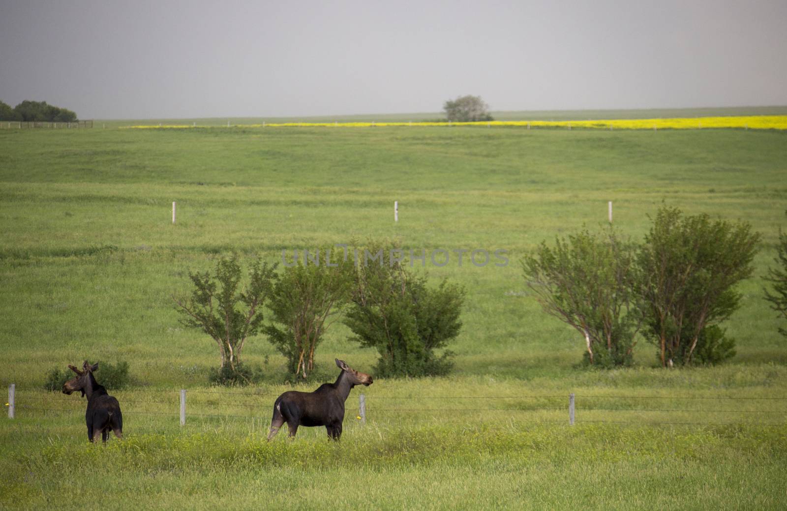 Prairie Moose Canada Alberta cow and calf yearling