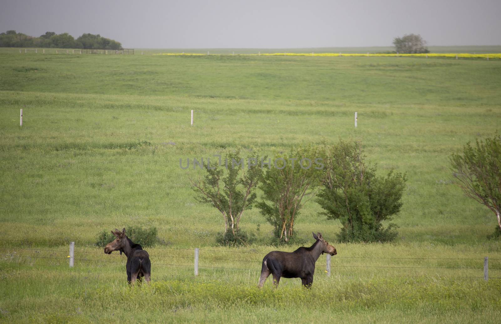 Prairie Moose Canada Alberta cow and calf yearling