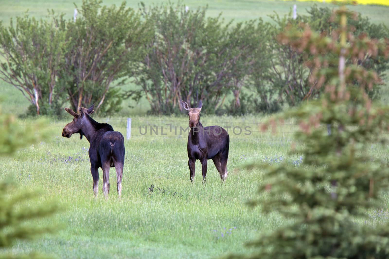 Prairie Moose Canada Alberta cow and calf yearling