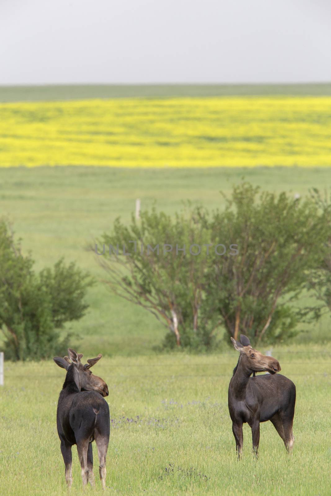 Prairie Moose Canada by pictureguy