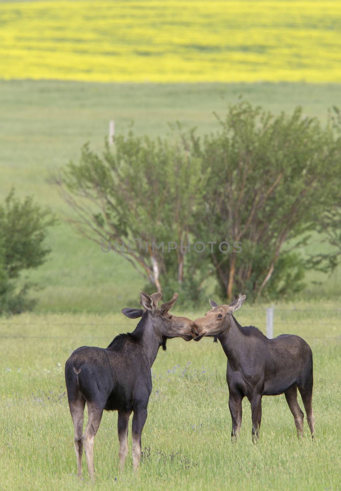 Prairie Moose Canada by pictureguy