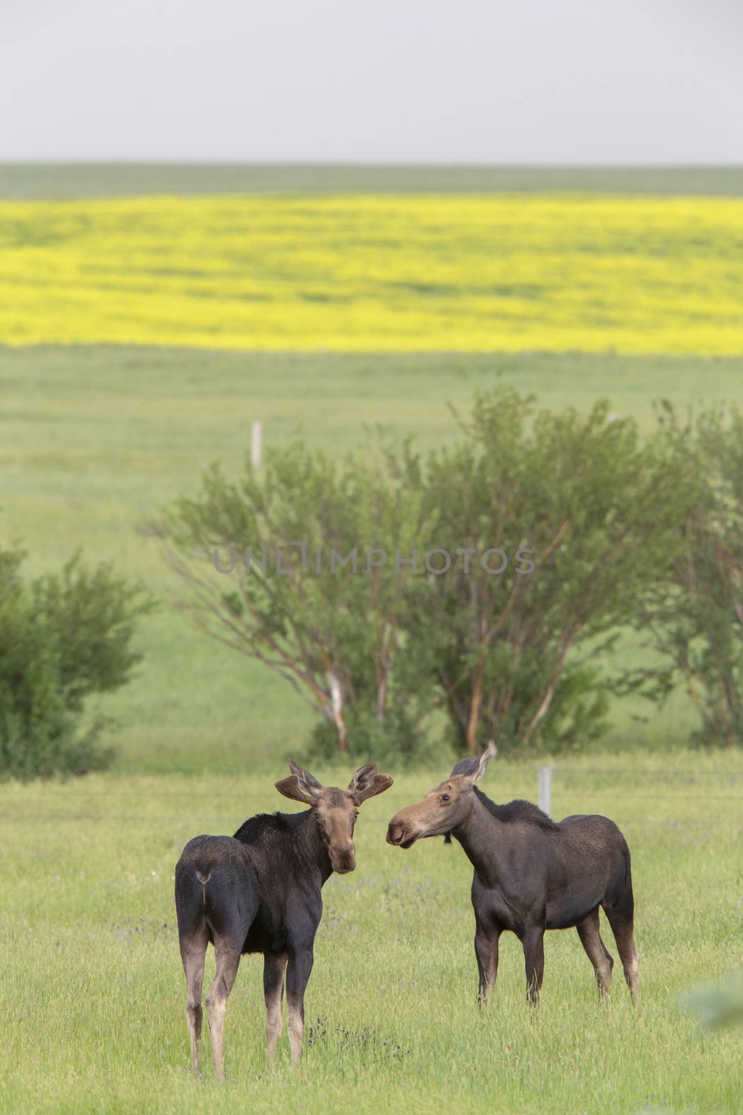 Prairie Moose Canada Alberta cow and calf yearling