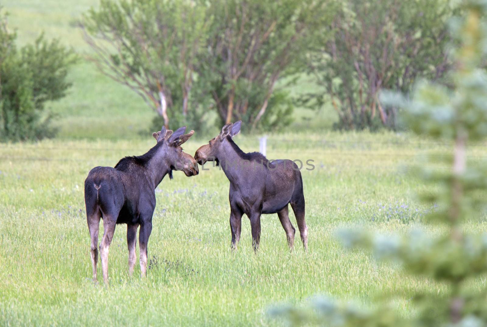Prairie Moose Canada Alberta cow and calf yearling