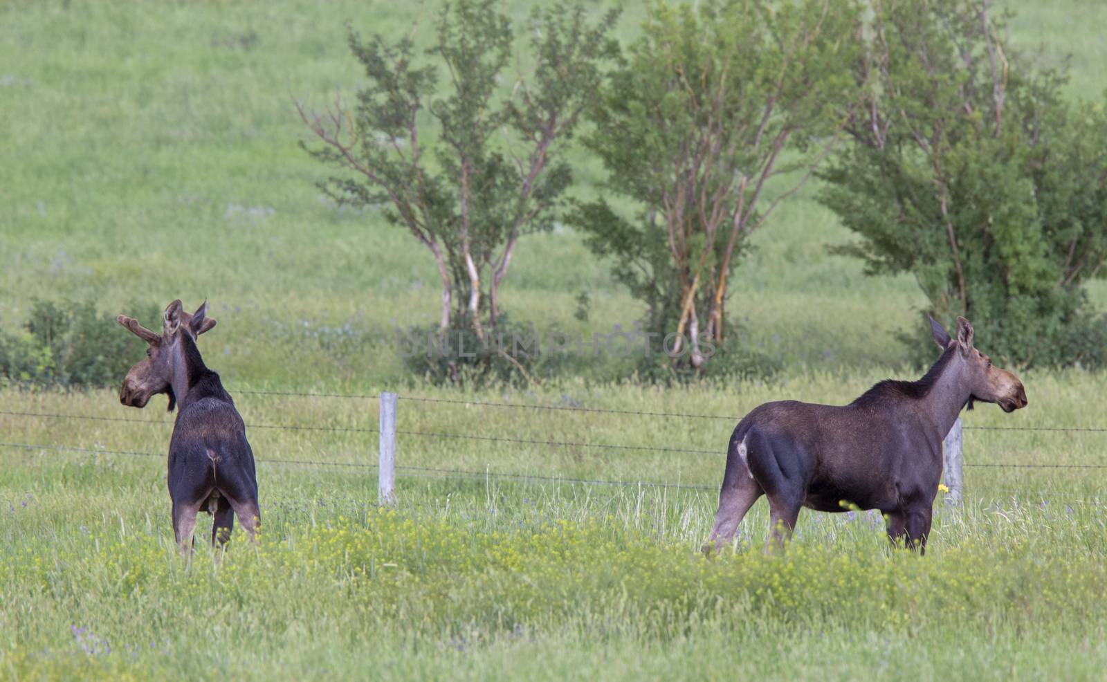 Prairie Moose Canada Alberta cow and calf yearling