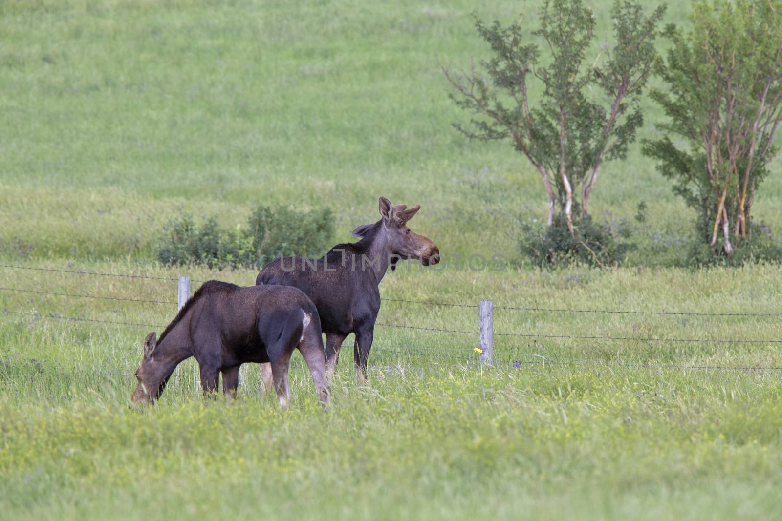 Prairie Moose Canada Alberta cow and calf yearling