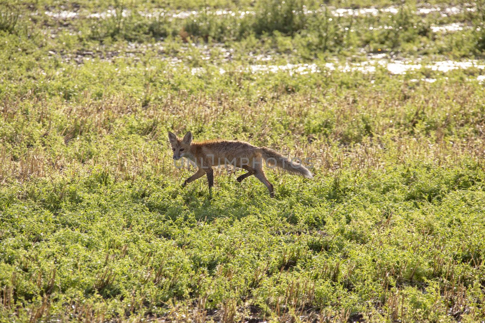 Wild Wet Fox Canada rainfall prairie storm mammal