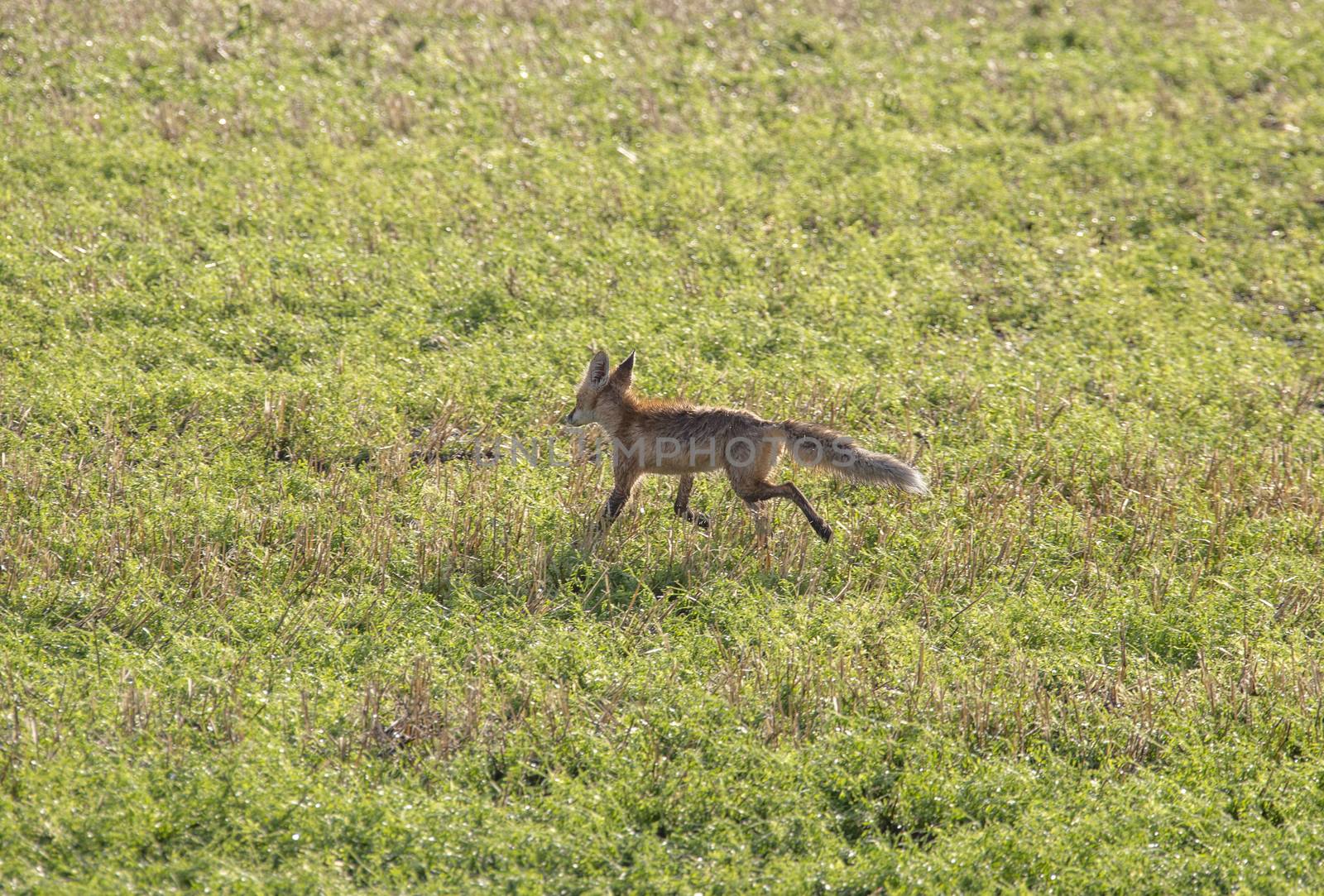 Wild Wet Fox Canada rainfall prairie storm mammal