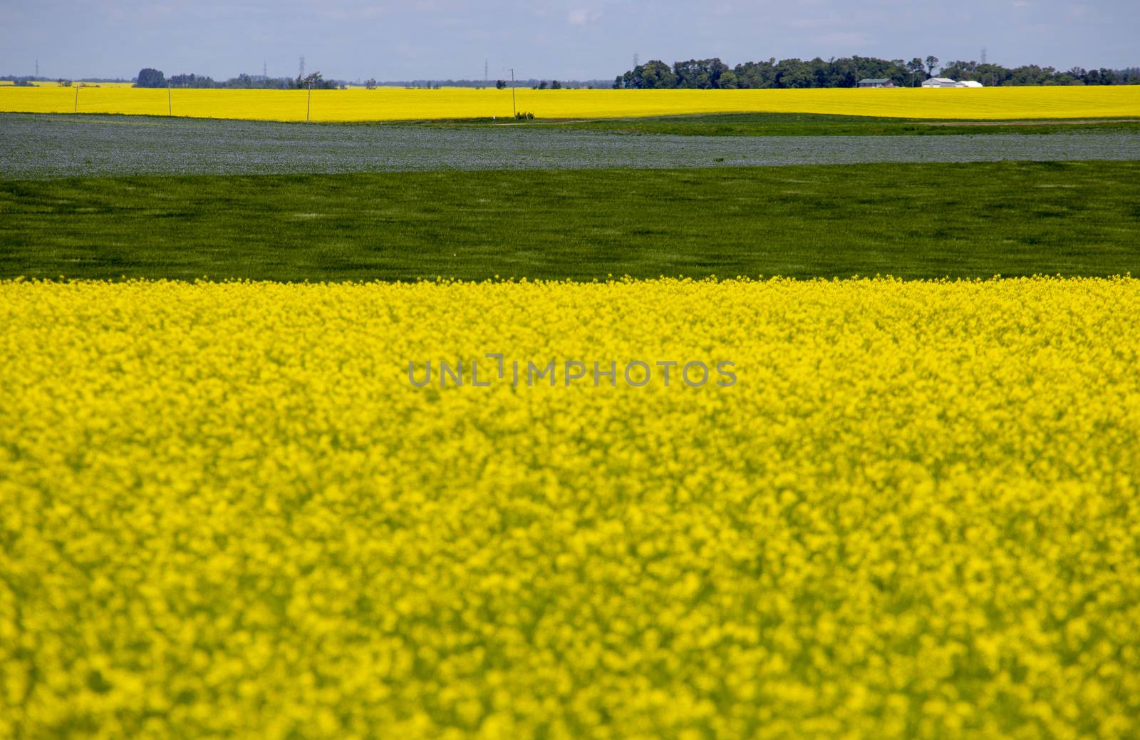 Flax and Canola Canada yellow blue flowers