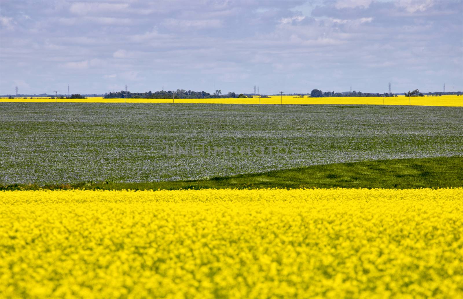 Flax and Canola Canada yellow blue flowers