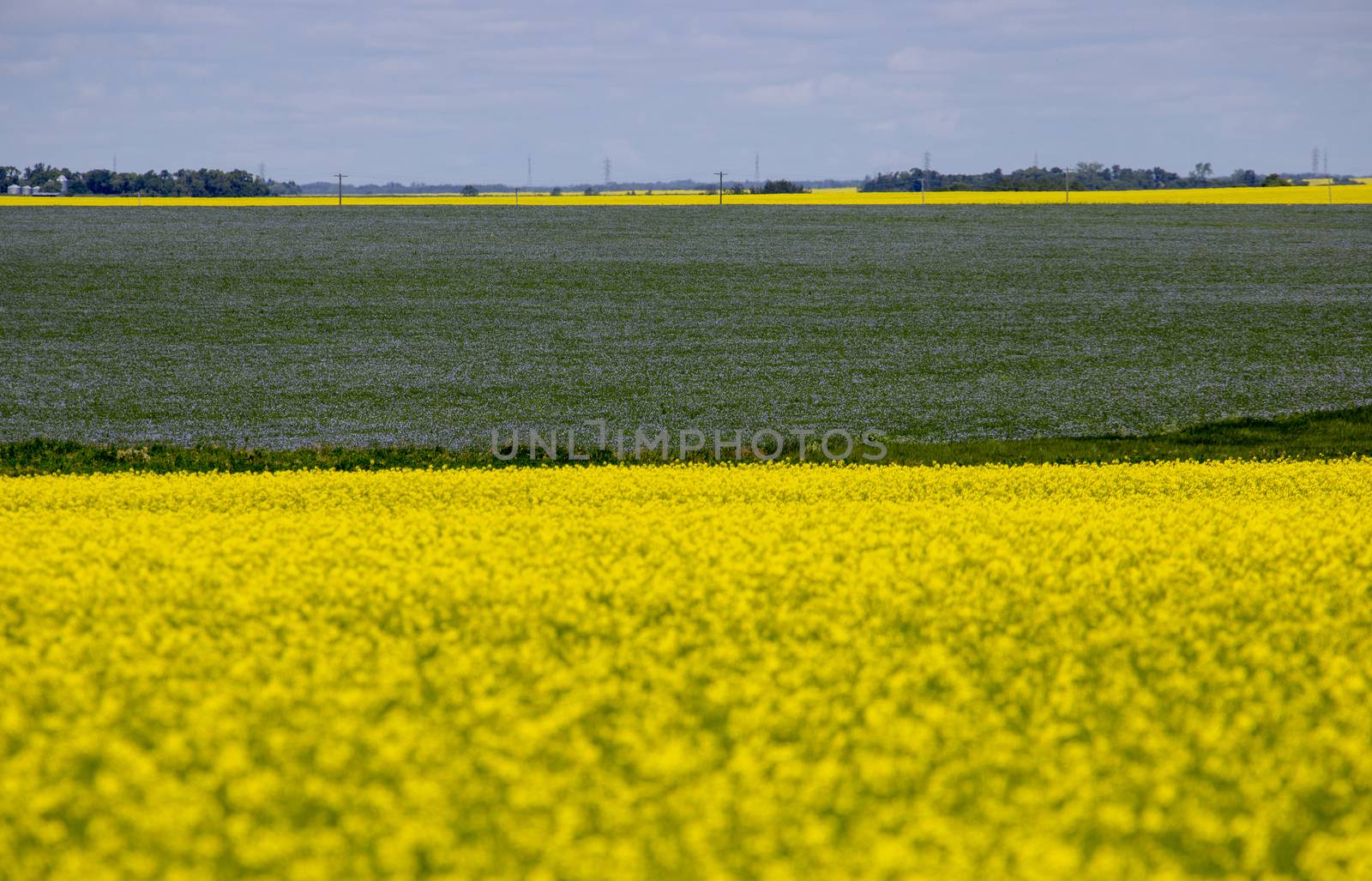 Flax and Canola Canada yellow blue flowers
