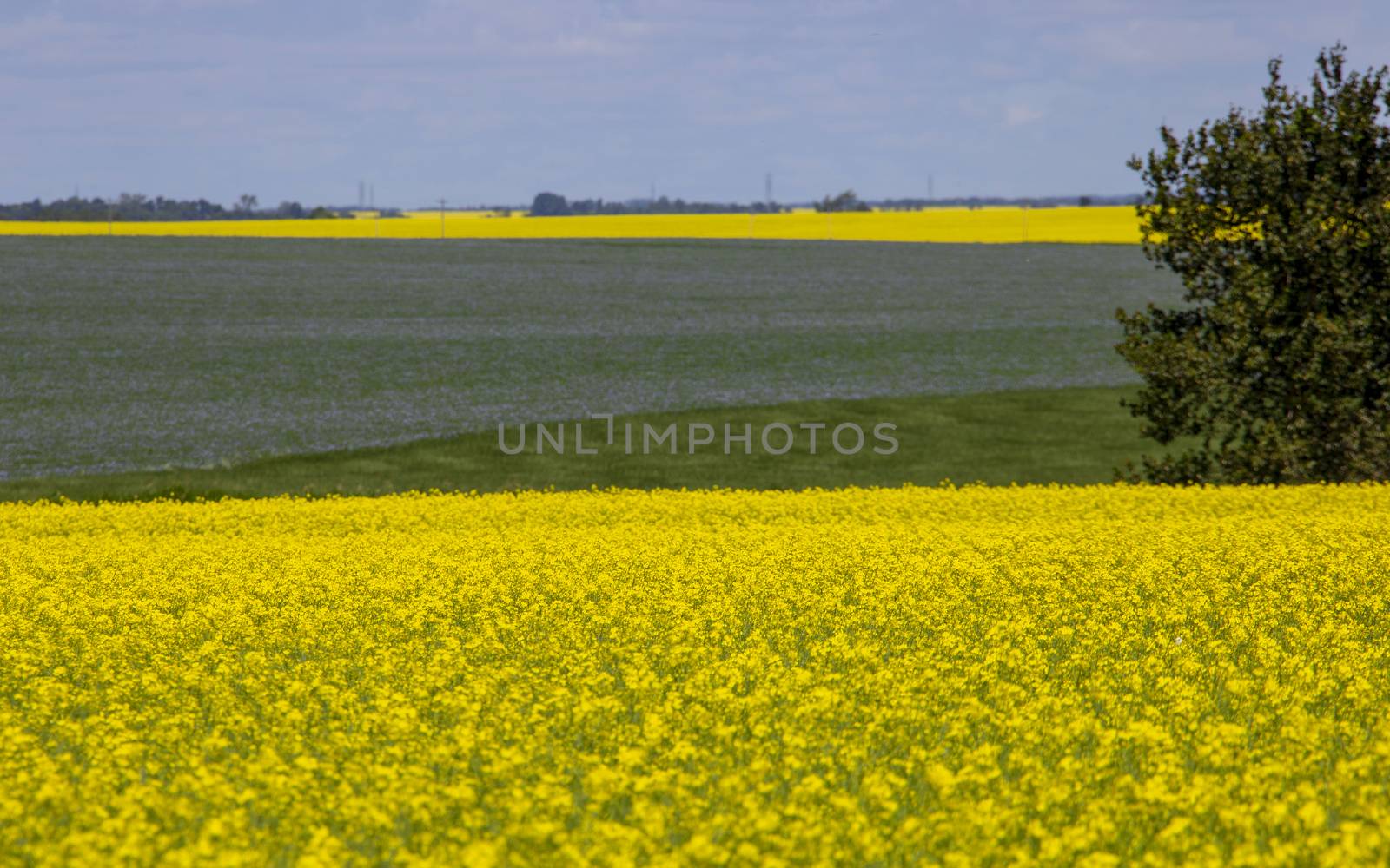 Flax and Canola Canada yellow blue flowers