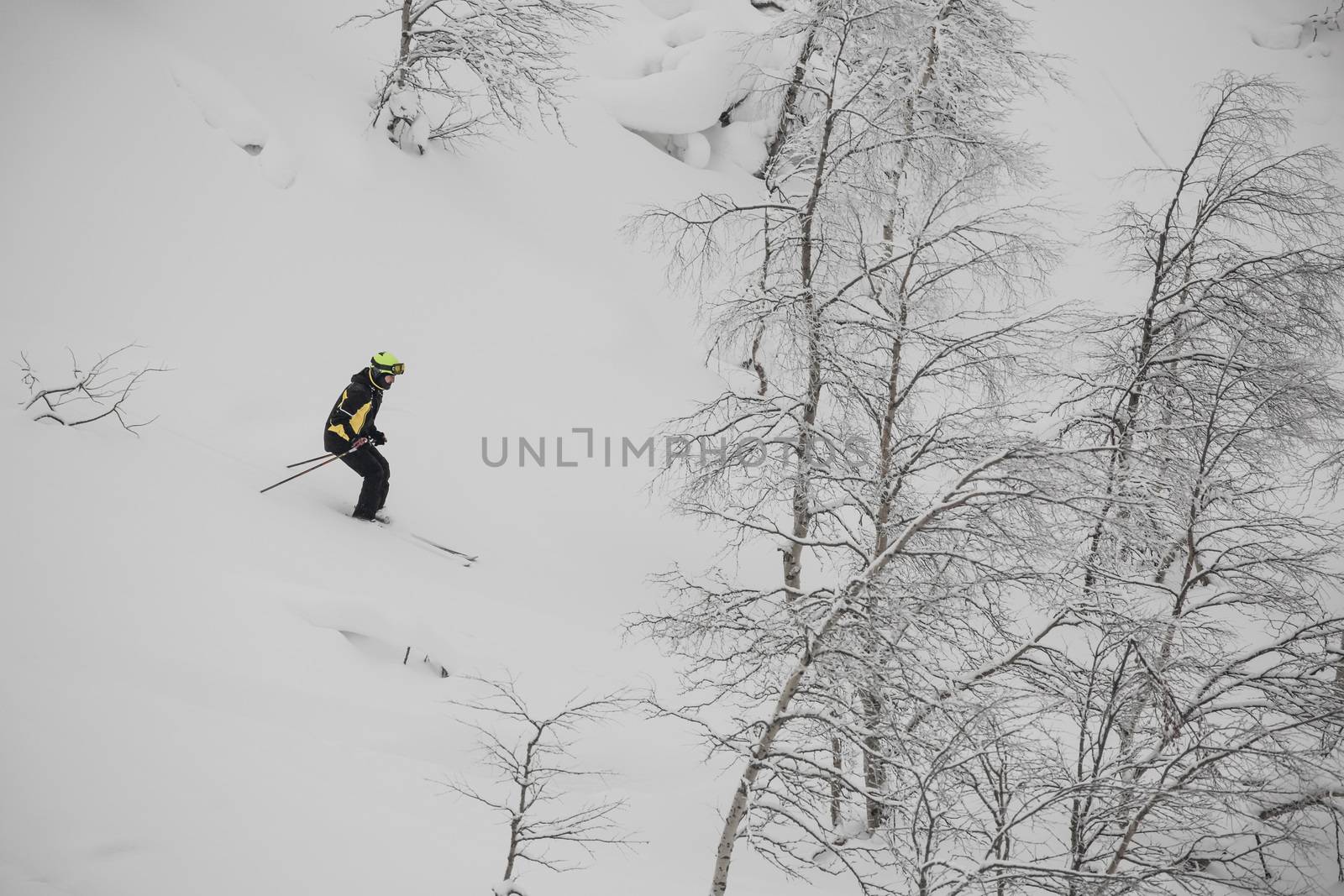 Freeride skier on the slope of wild hill forest in winter lapland