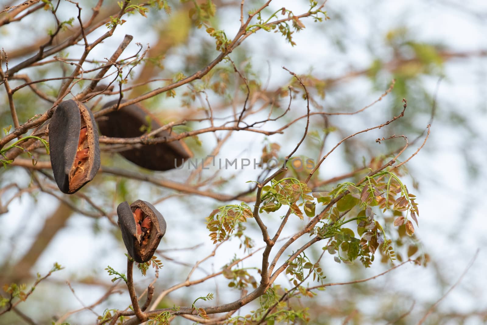 black rosewood  seed in forest by visanuwit