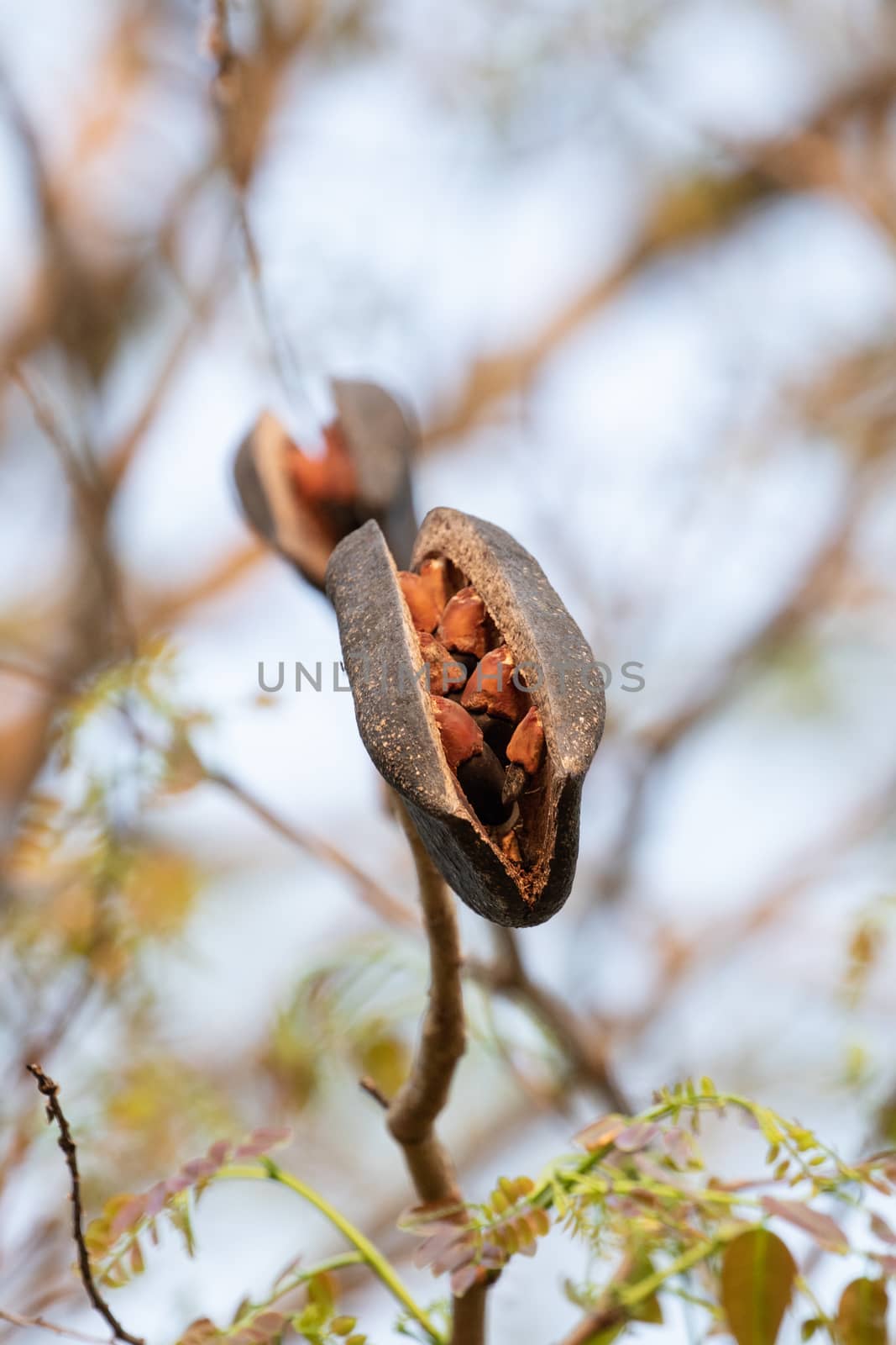 black rosewood  seed in forest by visanuwit