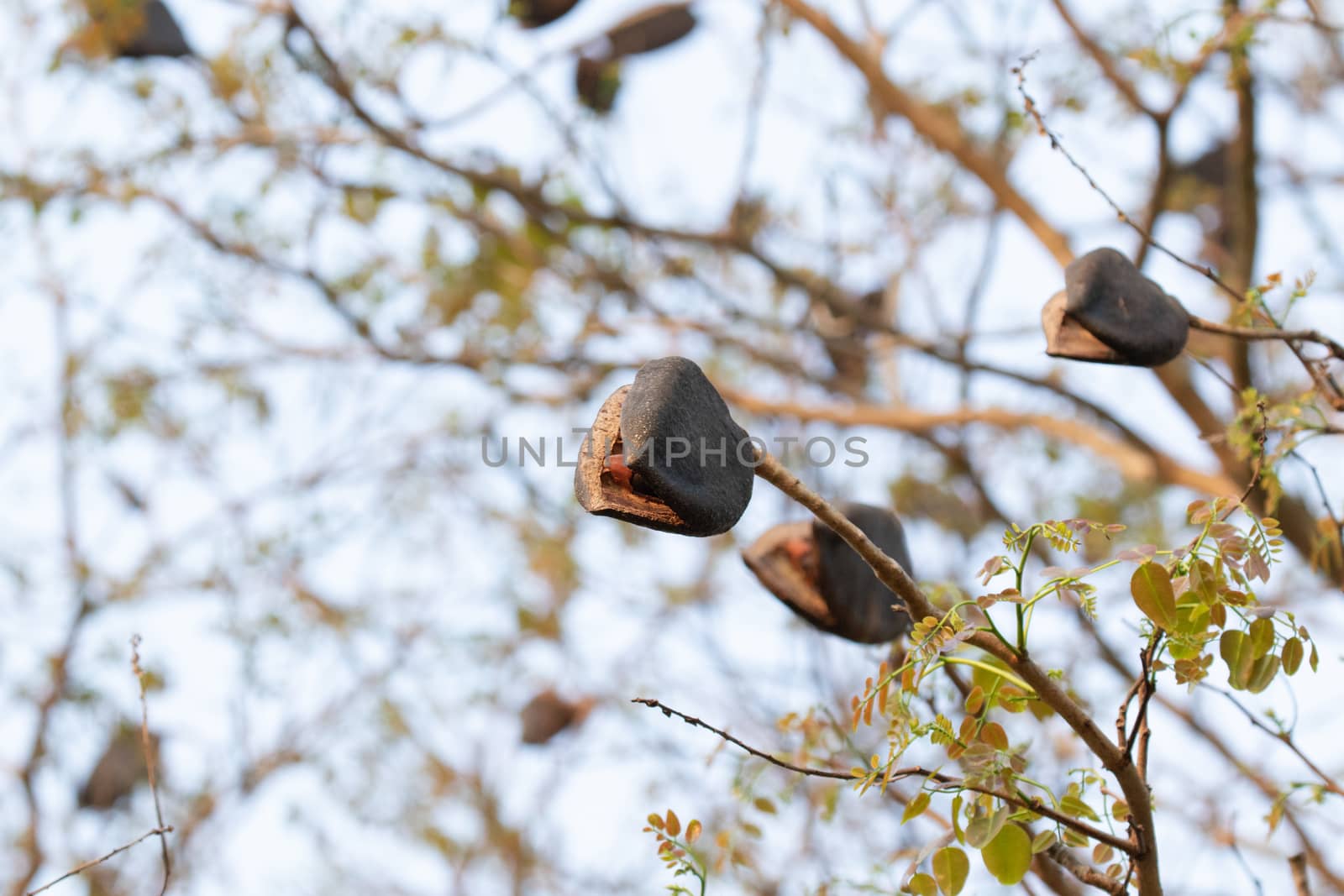 black rosewood is tree specie of Thailand. it is dominant tree in forest .After tree had older seed next to drop in the the ground and growth to new tree.