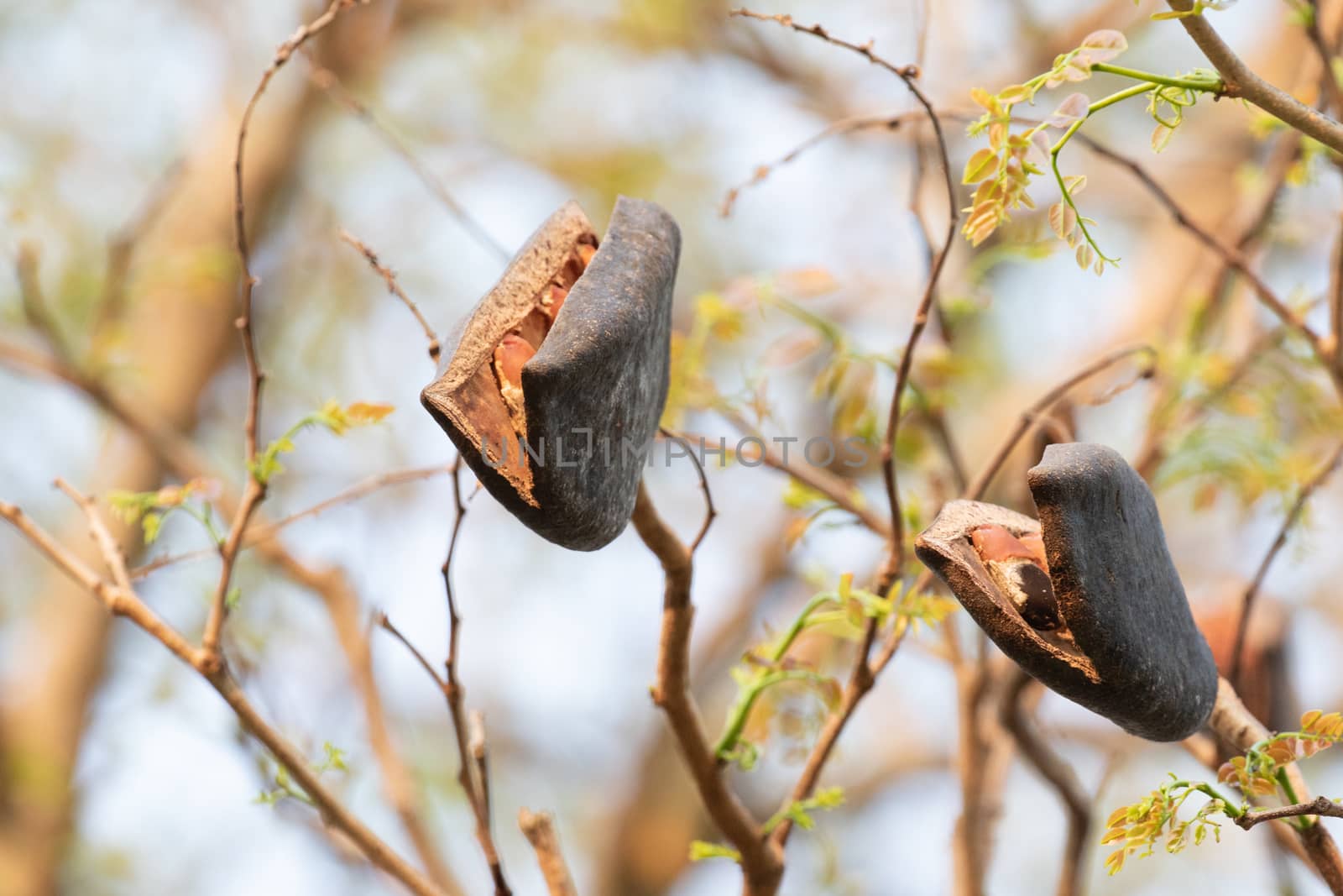 black rosewood  seed in forest by visanuwit