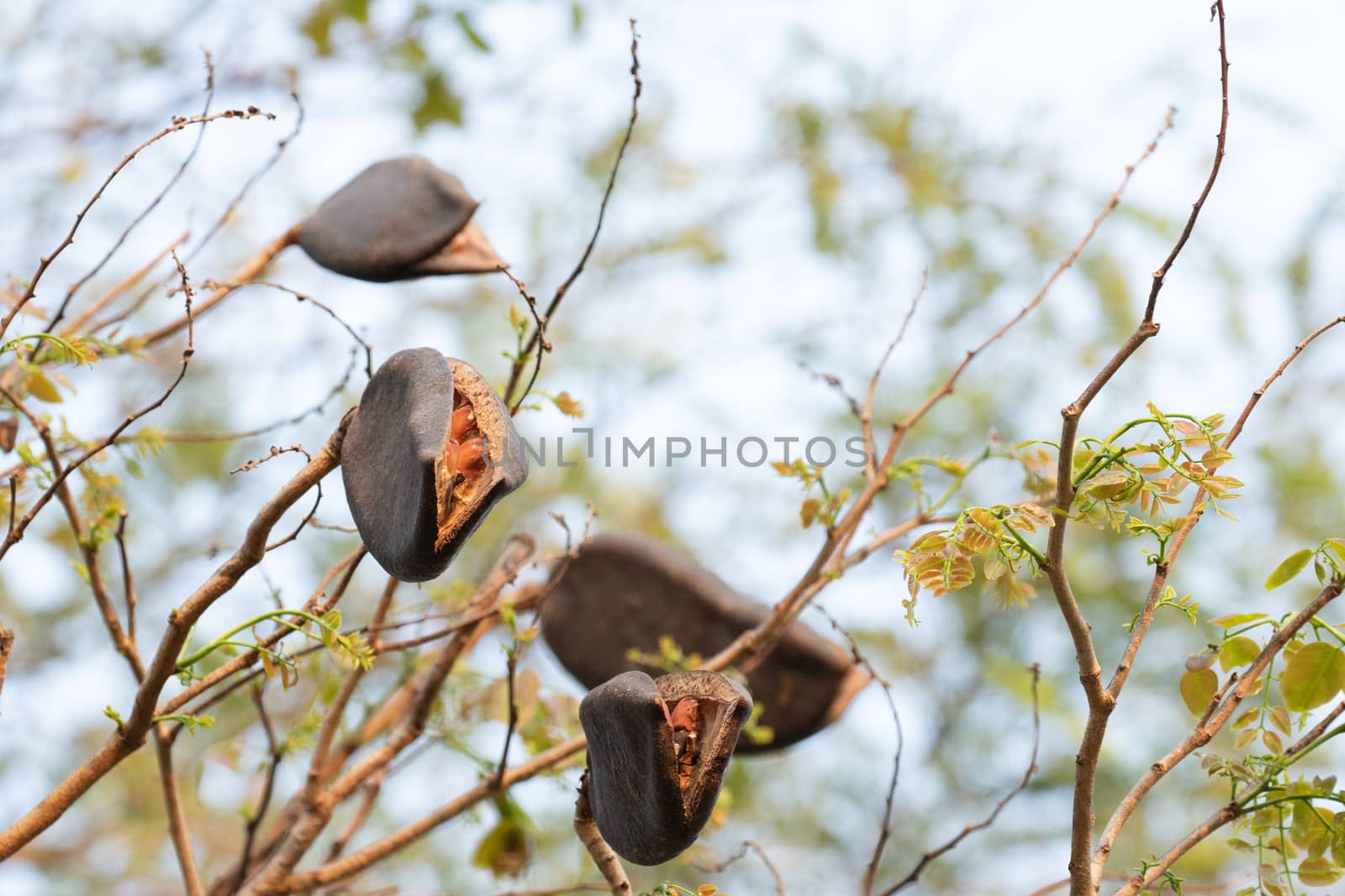 black rosewood  seed in forest by visanuwit