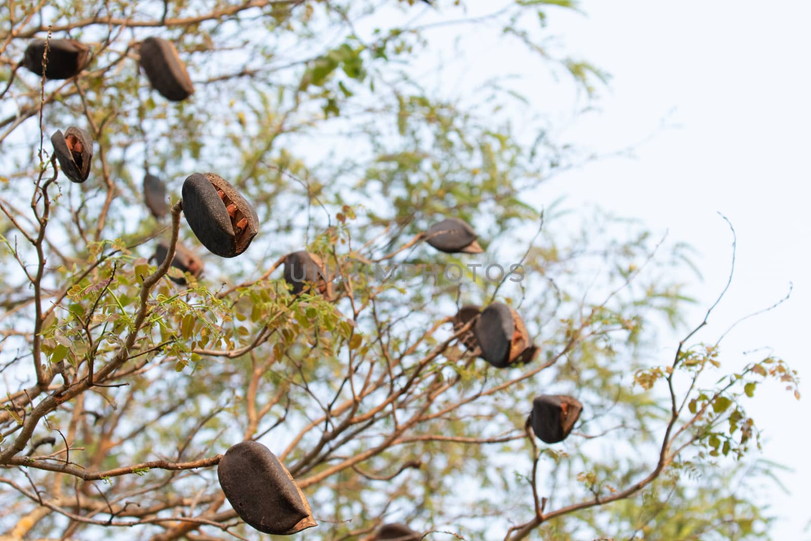 black rosewood is tree specie of Thailand. it is dominant tree in forest .After tree had older seed next to drop in the the ground and growth to new tree.