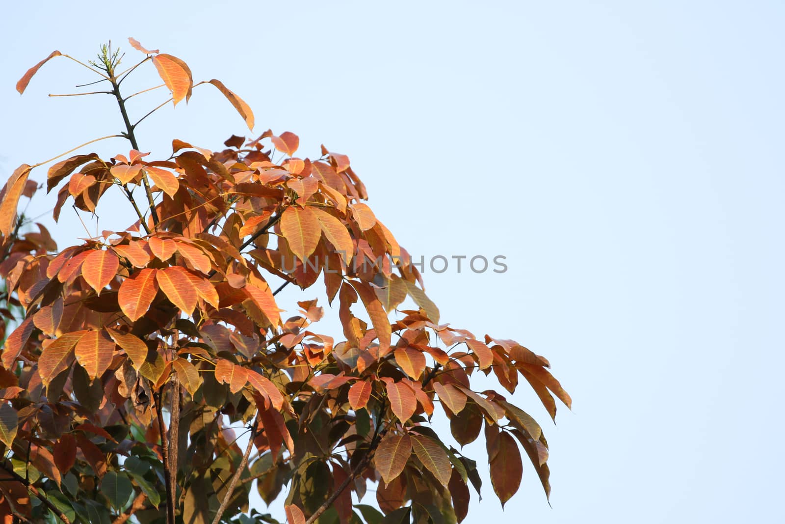 para rubber tree  have change of  leaf  in dry seson of thailand. Para rubber tree make milk rubber for rubber industry . It is product about rubber such as rubber glove , tire of cycle.