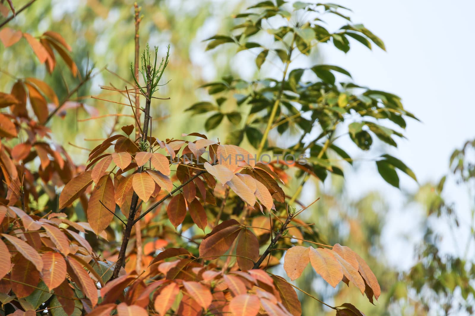 para rubber tree  have change of  leaf  in dry seson of thailand. Para rubber tree make milk rubber for rubber industry . It is product about rubber such as rubber glove , tire of cycle.