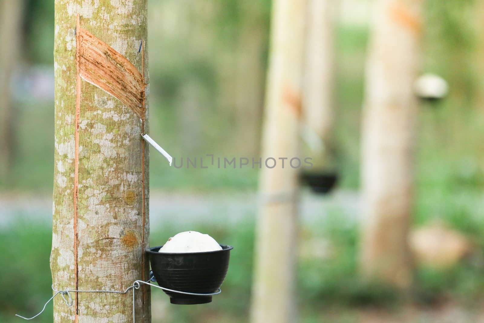 para rubber tree  have change of  leaf  in dry seson of thailand. Para rubber tree make milk rubber for rubber industry . It is product about rubber such as rubber glove , tire of cycle.