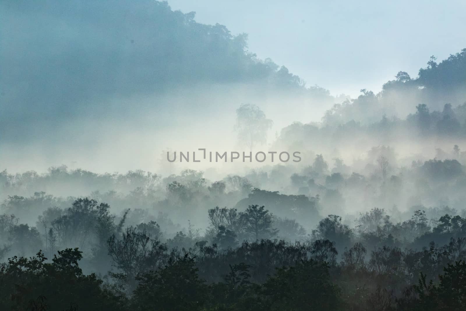 forest and blue sky is background