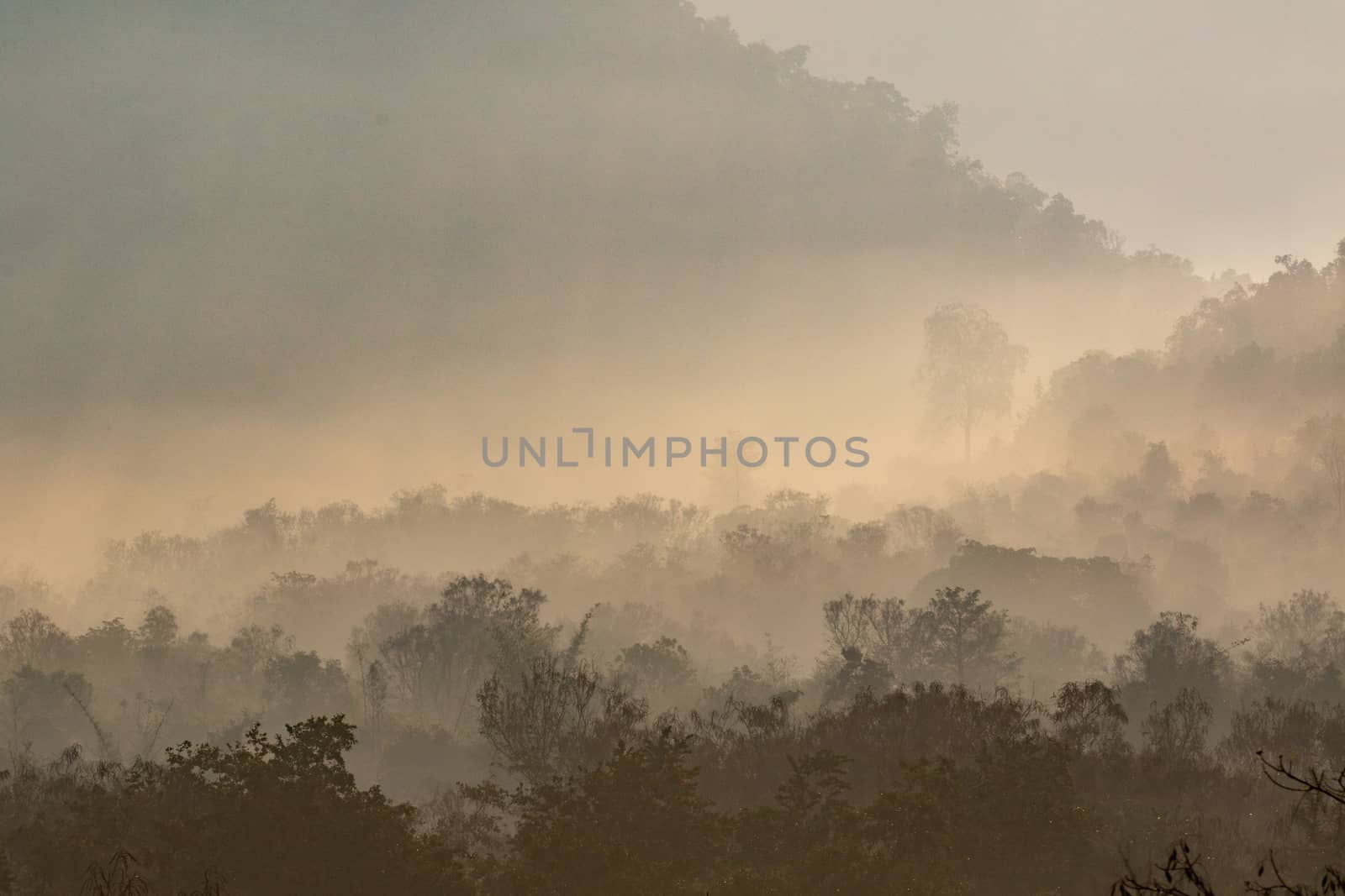 forest in thailand by visanuwit