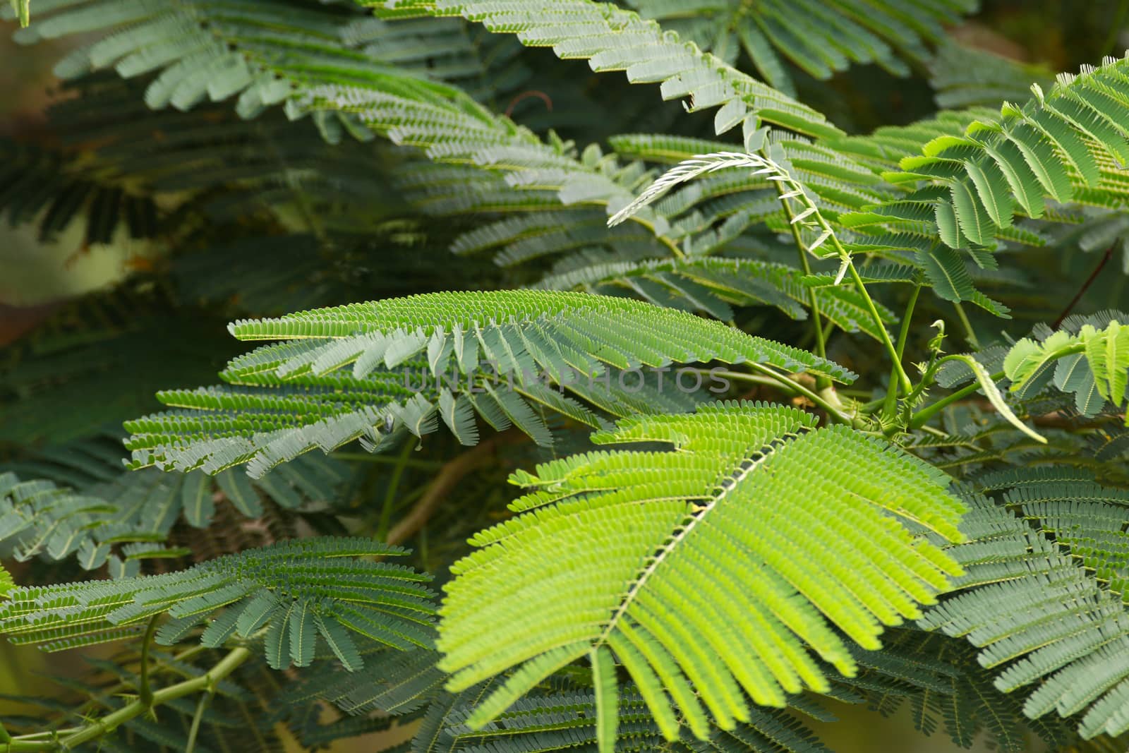 GREEN LEAF BACKGROUND and  blue sky by visanuwit