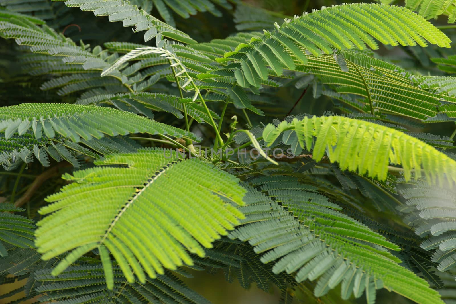 GREEN LEAF BACKGROUND and  blue sky by visanuwit