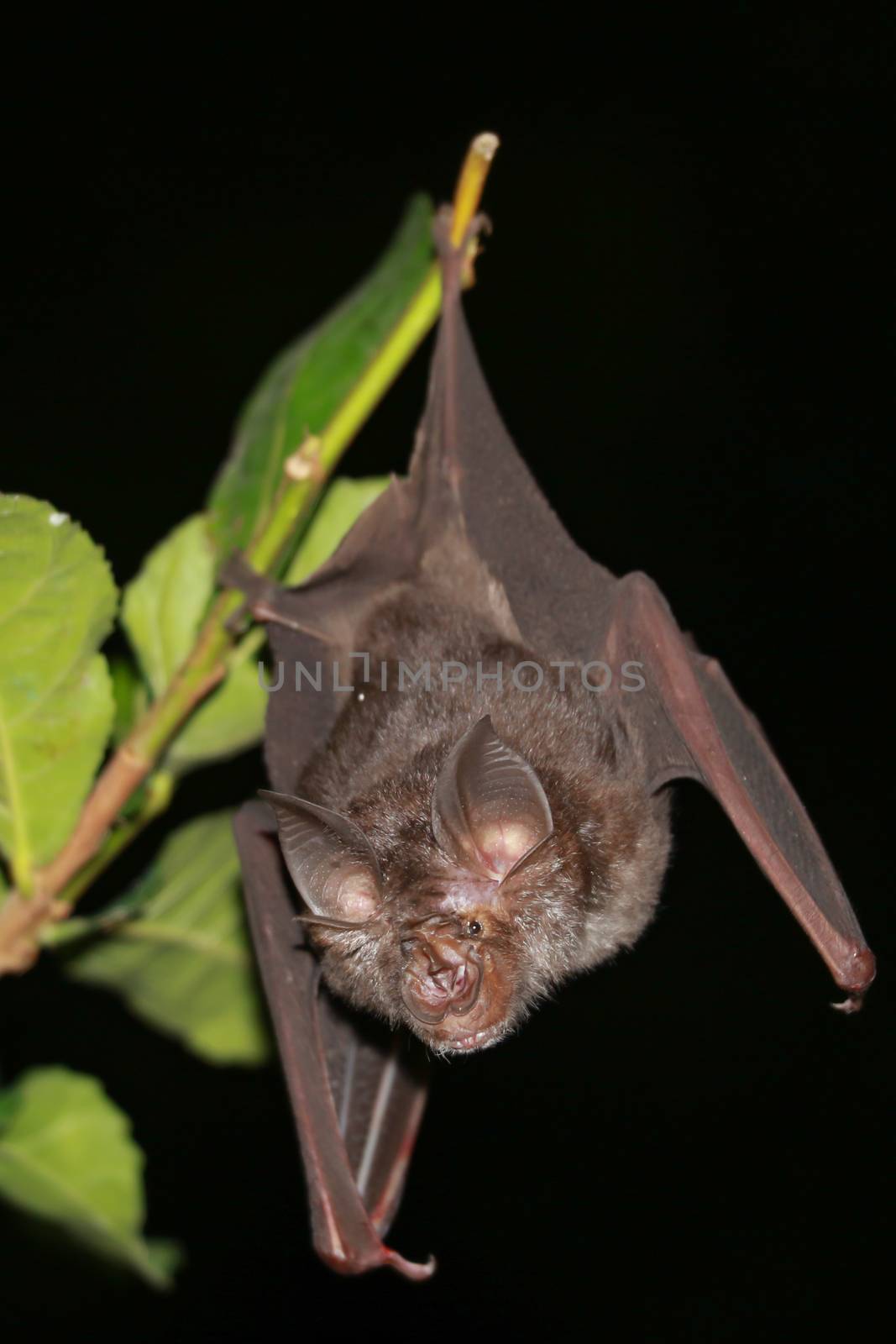 bat  are sleeping in the cave hanging on the ceiling period midday