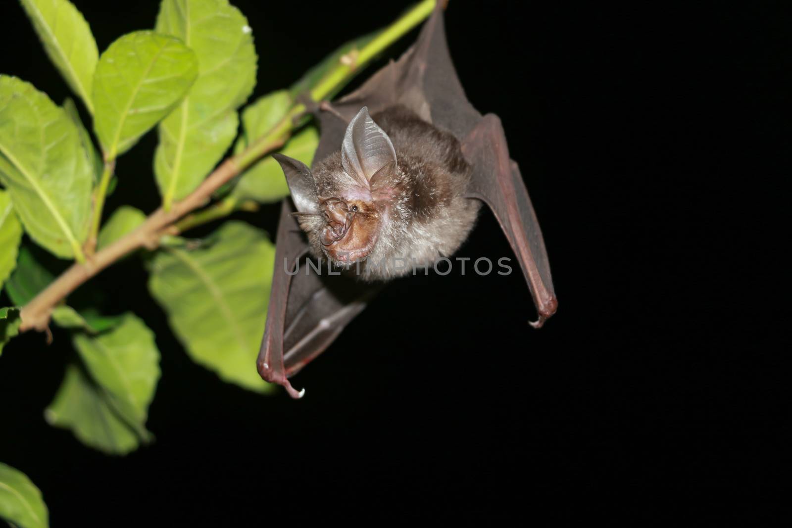 bat  are sleeping in the cave hanging on the ceiling period midday