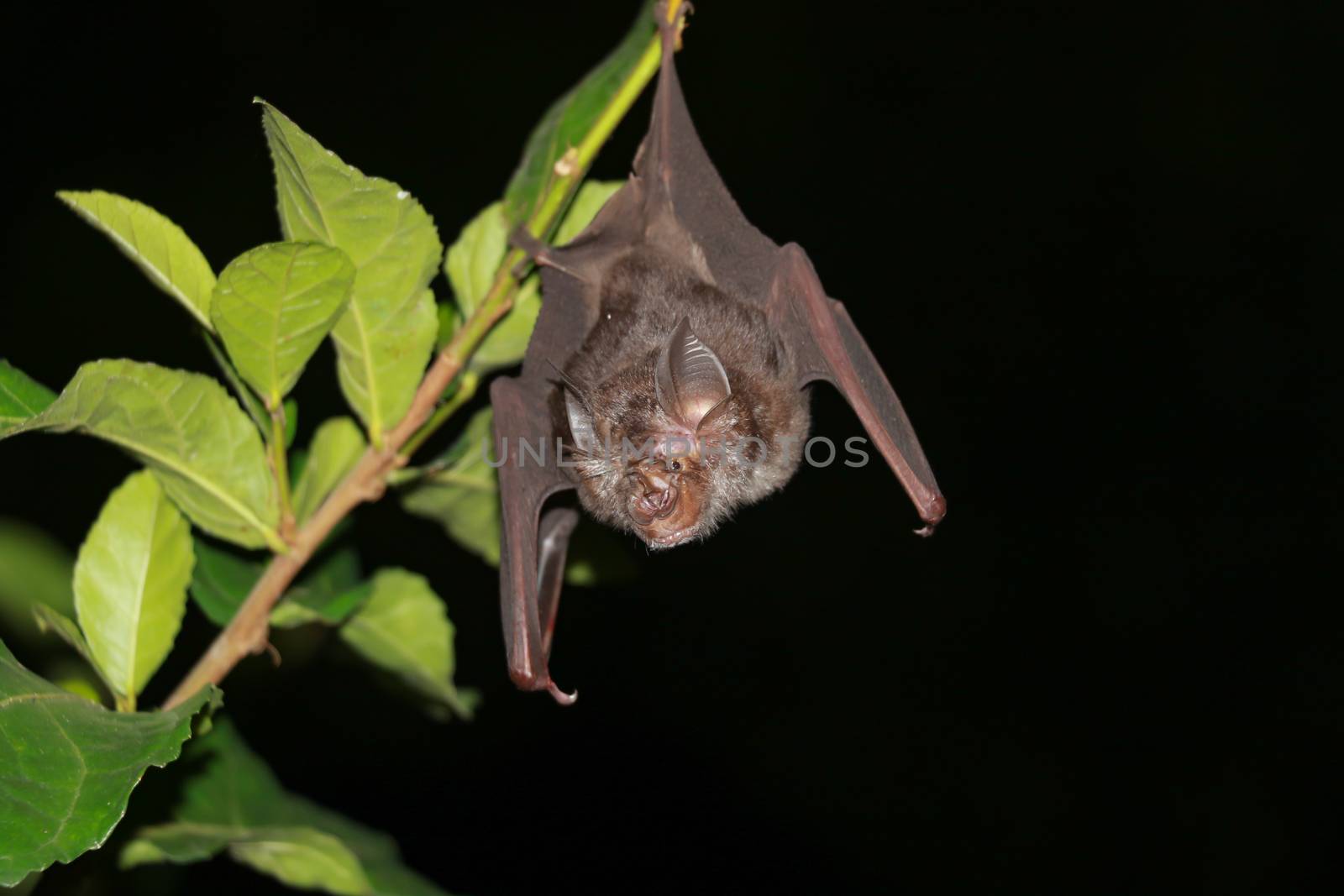 bat  are sleeping in the cave hanging on the ceiling period midday