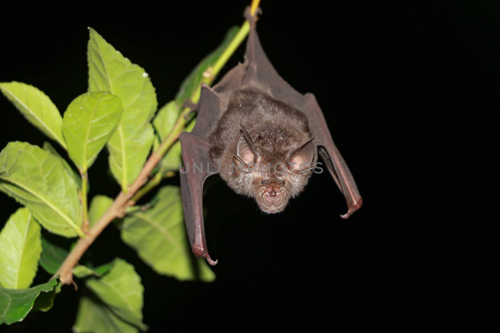 bat  are sleeping in the cave hanging on the ceiling period midday