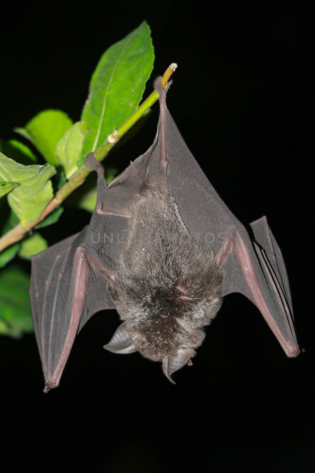 bat  are sleeping in the cave hanging on the ceiling period midday