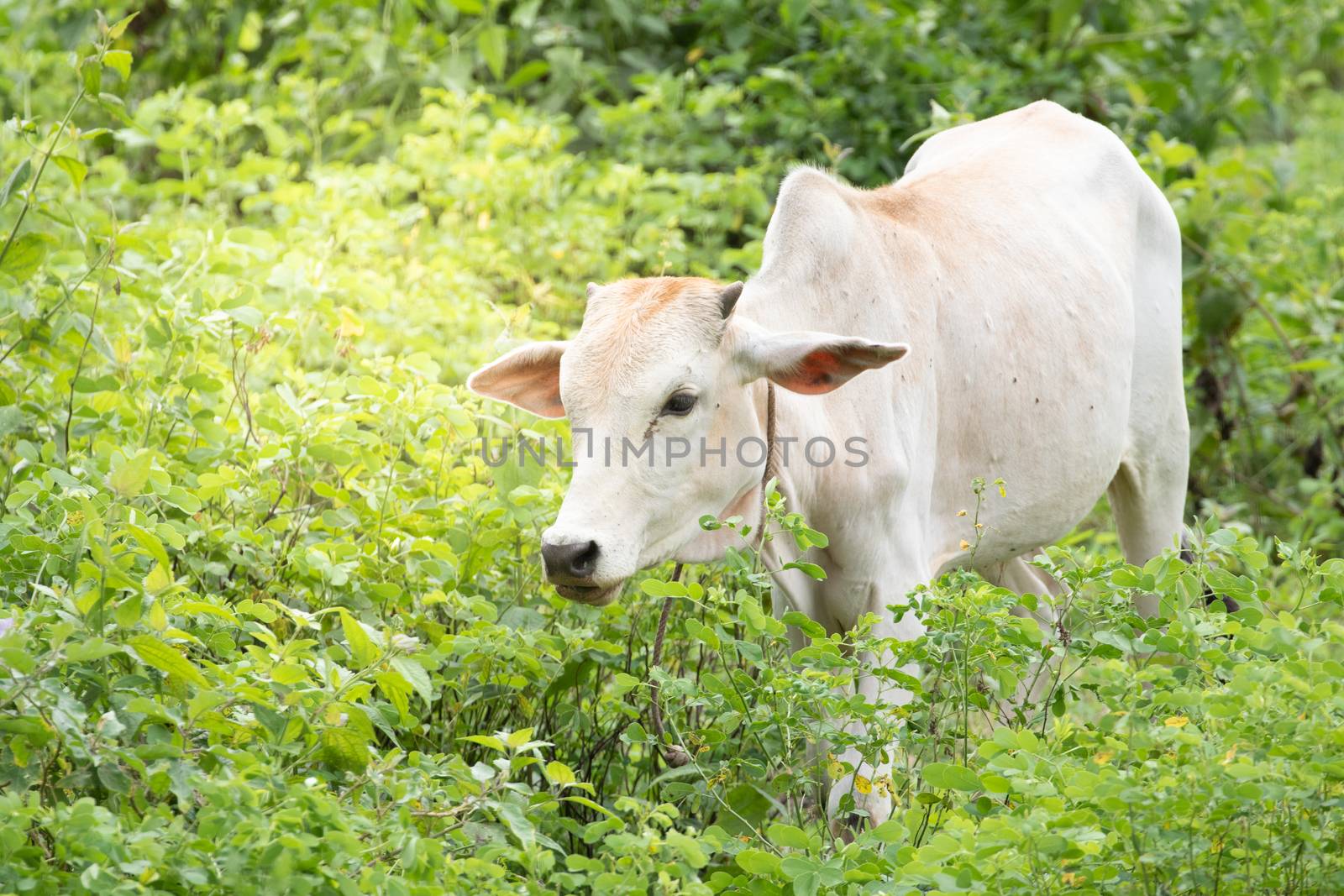 calf cow and geen background by visanuwit