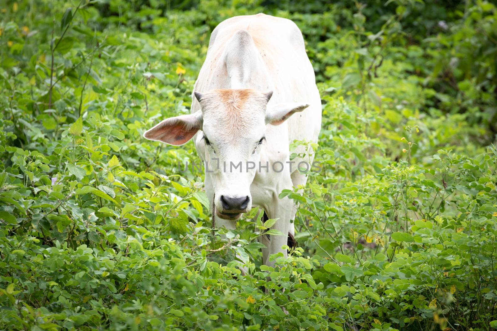 cow is on the grassland and  it is a bee in food industry