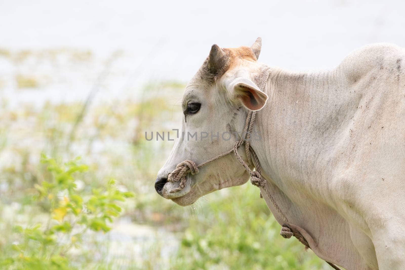 cow is on the grassland and  it is a bee in food industry